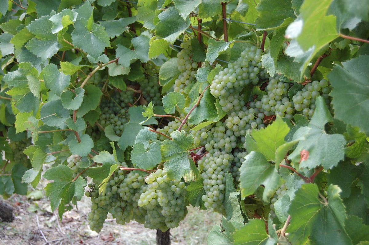 Vins Charentais